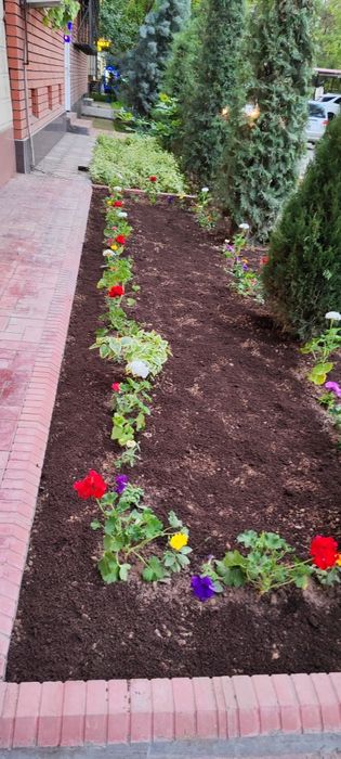 Садовник благоустройство ландшафт богбон газон посадка арча ёлка стрич