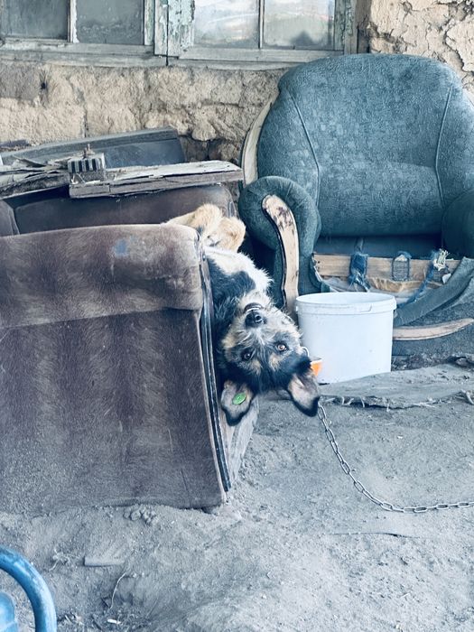 Собачка девочка в добрые ручки.