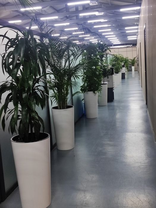 Уход за растениями