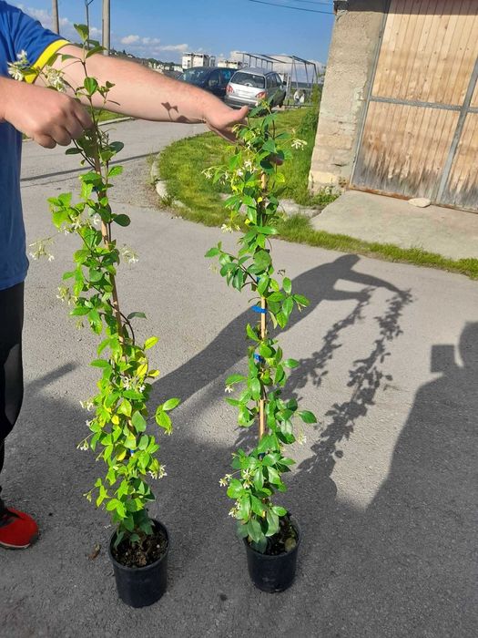 Жасмин вечно зелен
Налични 4 вида