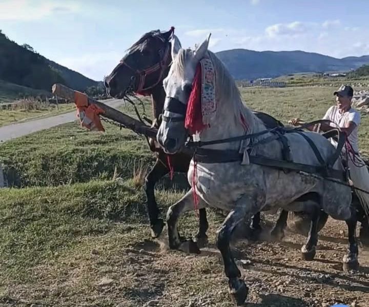 Cal de 6 ani vand sau schimb