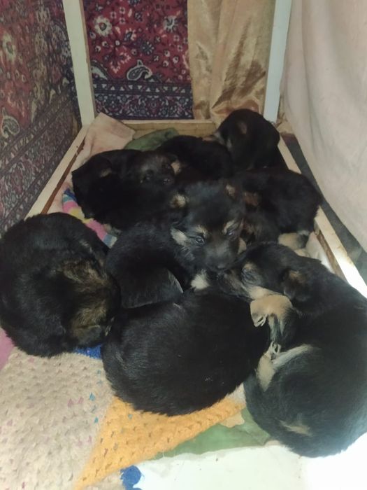 Продам щенков немецкой овчарки