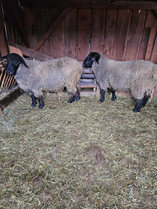 Berbeci rasa Suffolk