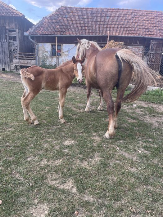 Iapa cu manza de vanzareee sau schimb