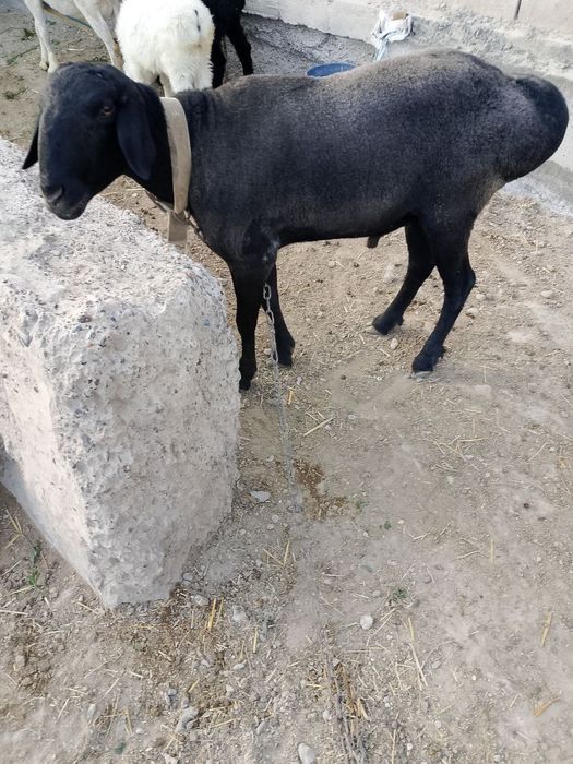 8 млн 500 яна келишамз  когон