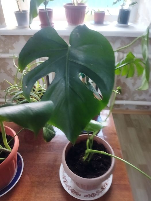 Комнатные цветы в ассортименте