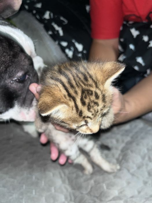 Котята мальчики отдам добрые руки