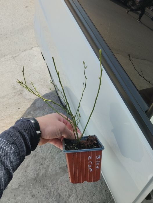 Голубика    Азалия, Глициния