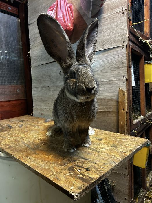 Masculi Urias German Gri