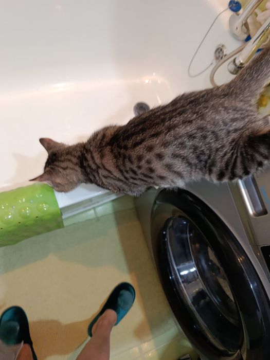 Бесплатно котёнок