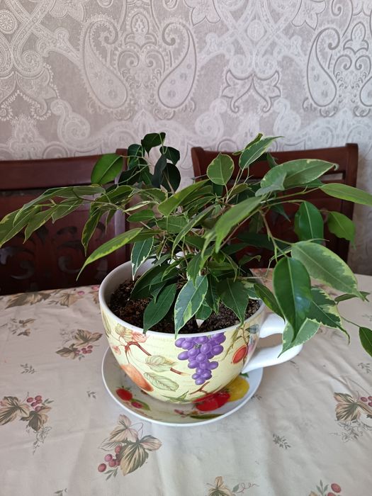 Фикус бенджамина