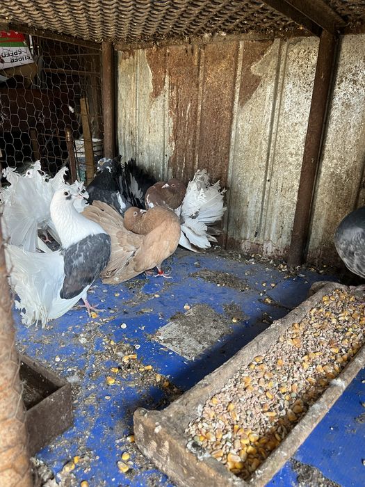 Vand porumbei rotati