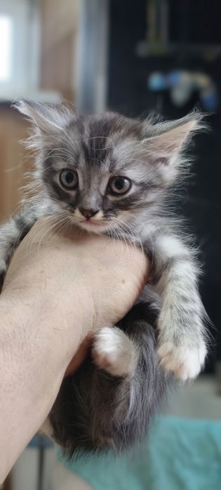 Отдам бесплатно котят, к лотку приучены