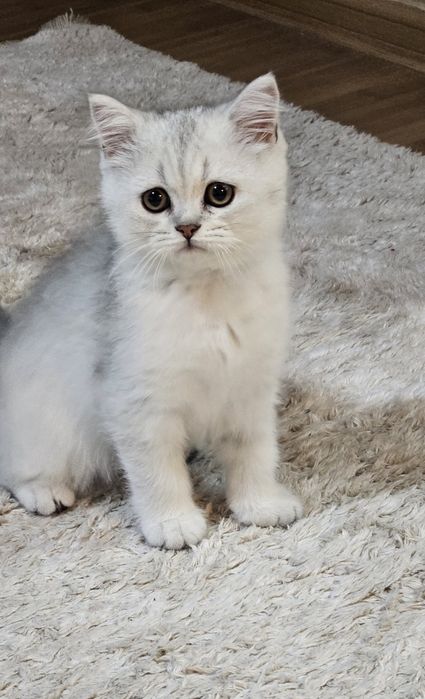 Шотландски котенца