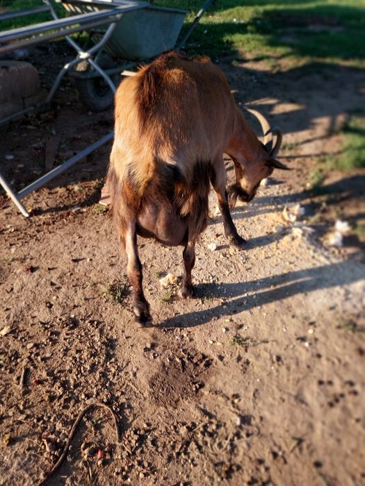 Vând o capra alpin franceza