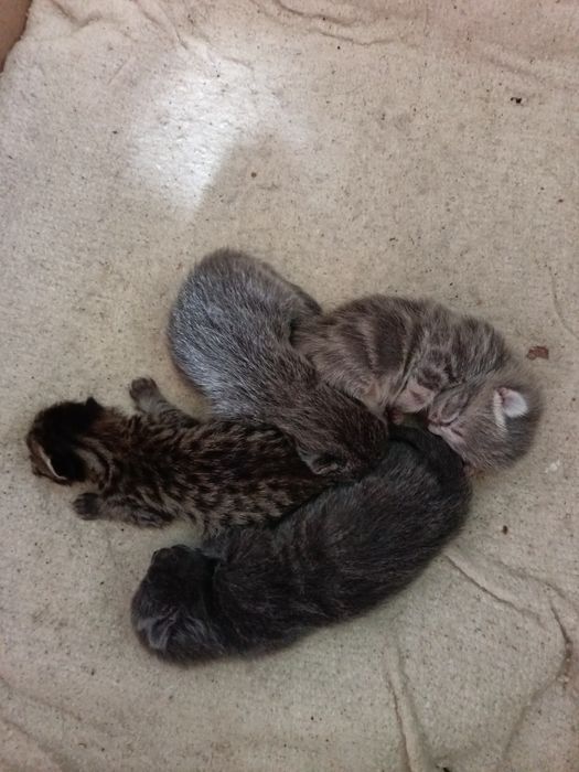 Продам шотландских котят(бронь)