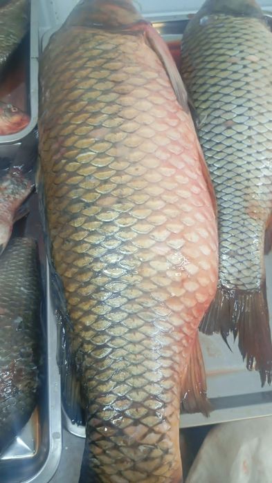 Свежая Рыба! Звоните!