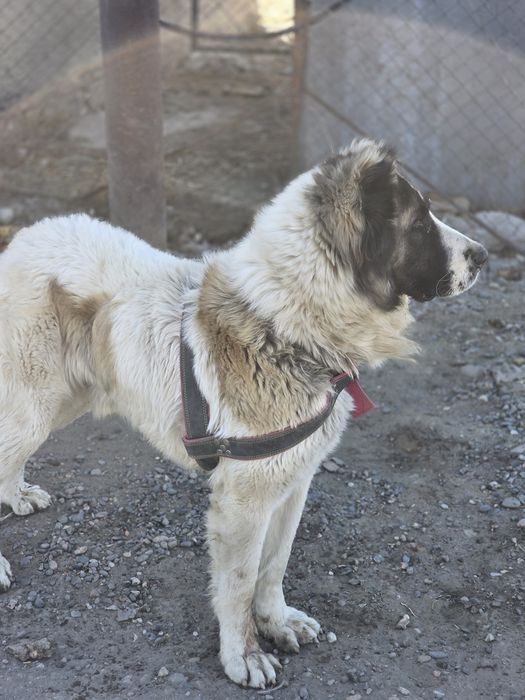 Продам собаку порода алабай