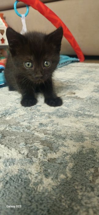 Отдам котят 2 месяца