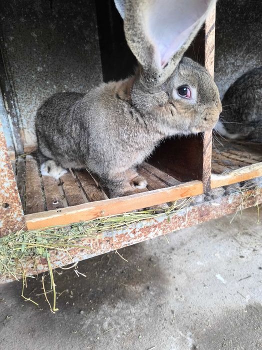 Белгийски великани