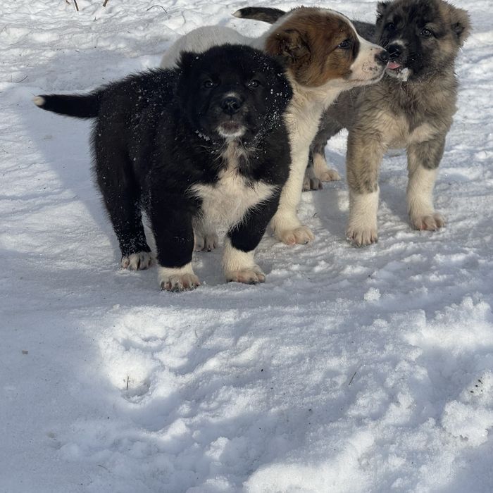 Щенки Алабая с привитые