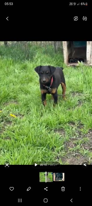 Яктерьер сатылады