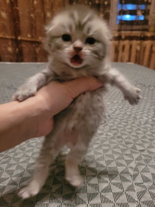 Продаются милые британские котята