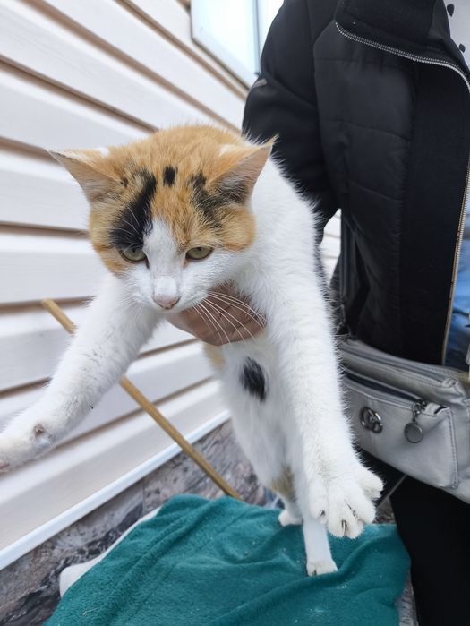 Отдам кошечку в добрые руки