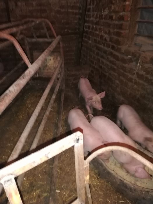Продавам малки прасенца