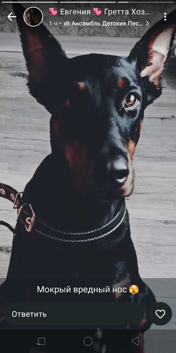 Доберман, 1,5 года