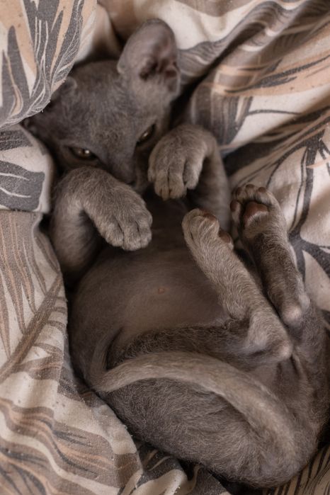 Ищем кота сфинкса для вязки