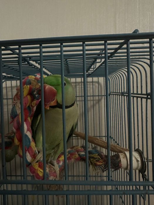 Papagal Marele Alexandru