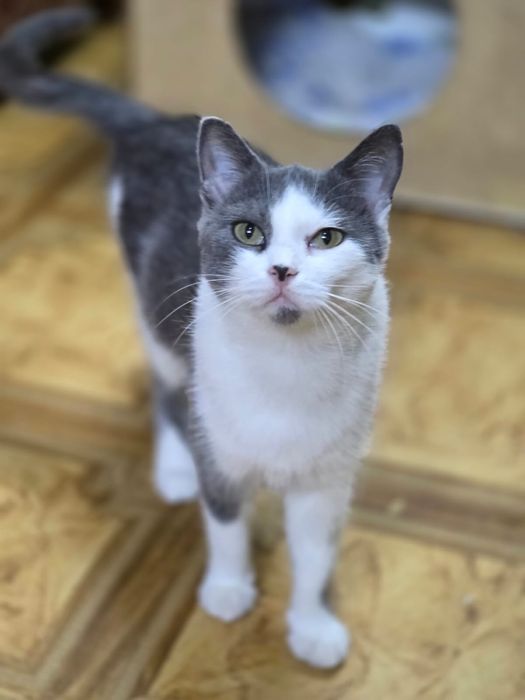 Кошечку отдам только в любящие руки