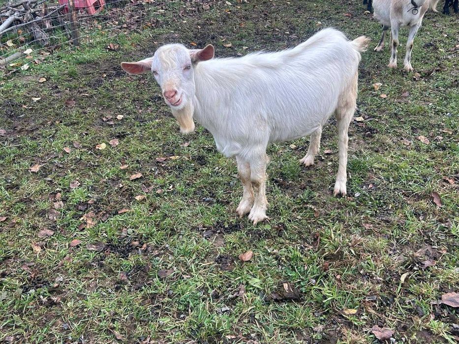 Vand berbec Carabas Sarbesc, tap Alpin Francez, si ied metis Sannen