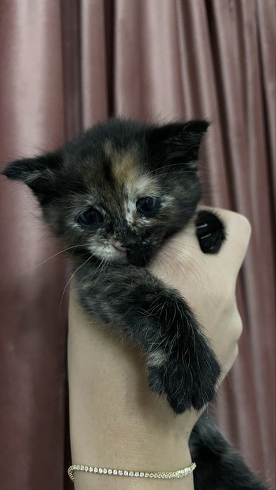 Продам котенка девочку