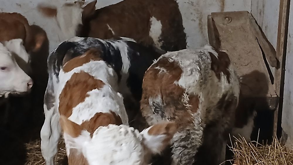 Vitei baltata românească si belgian