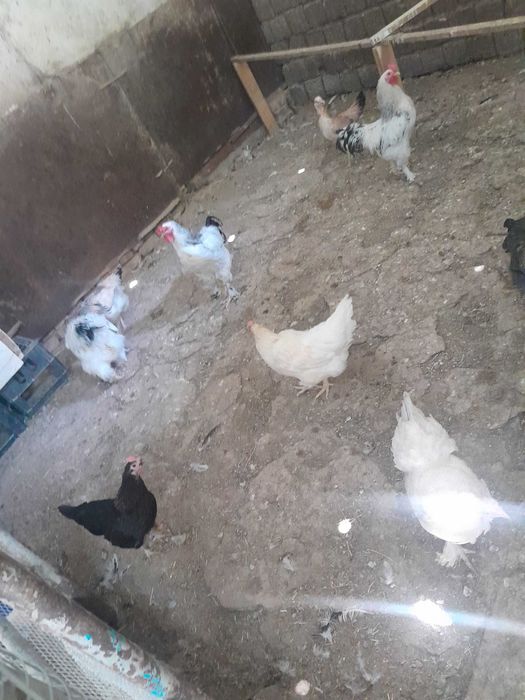 Damashniy tovuqlar sotiladi