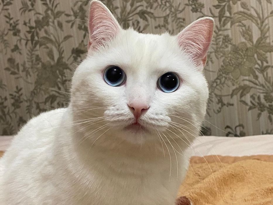 Шикарный белый кот