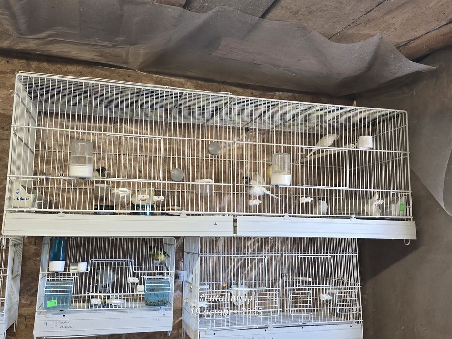 Canari TIMBRADO inelat 2025.