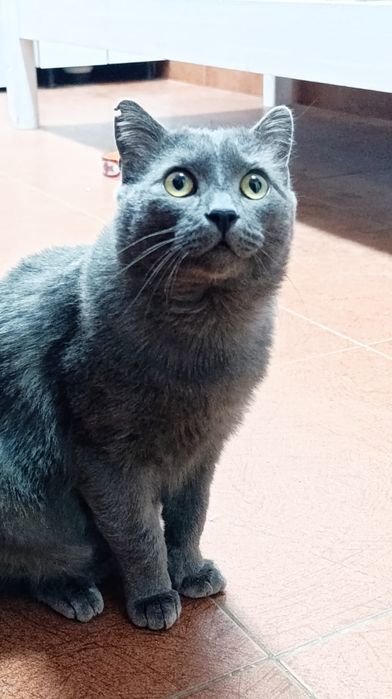 Кот в хорошие руки