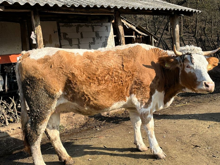 Vaca baltata austriaca