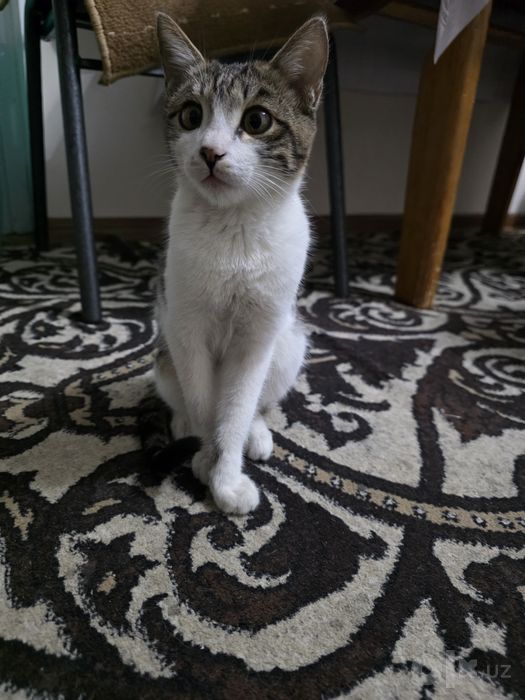 Отдам котят в добрые руки.