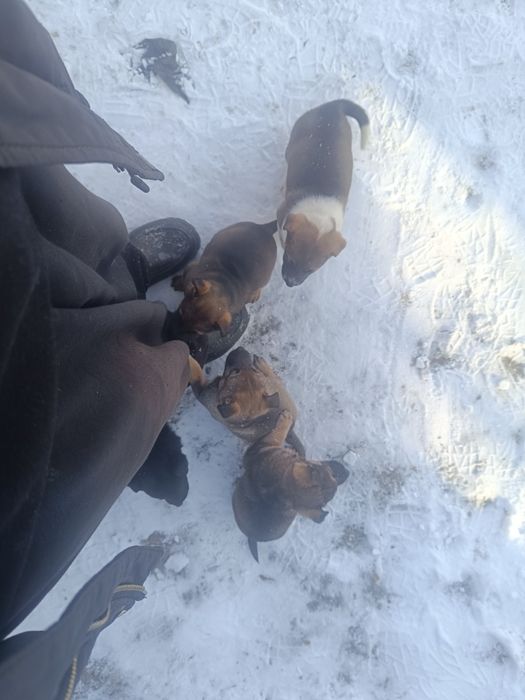 Отдам в хорошие руки!!!