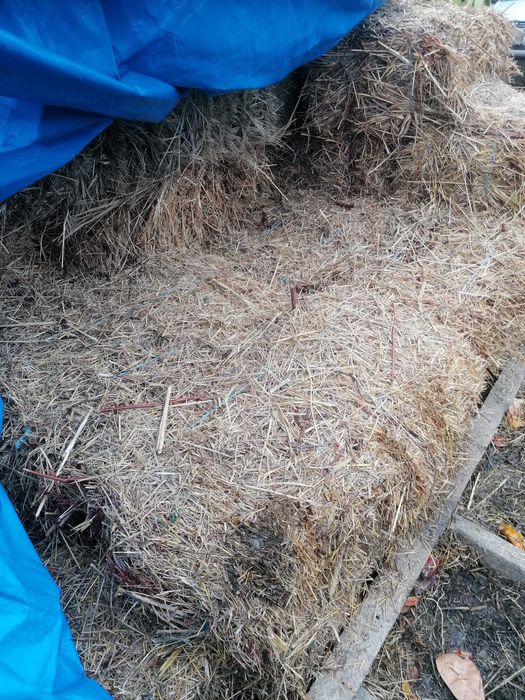 Baloți de fân, buruian