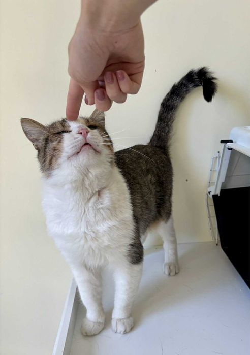 Писко на 2 годинки търси дом