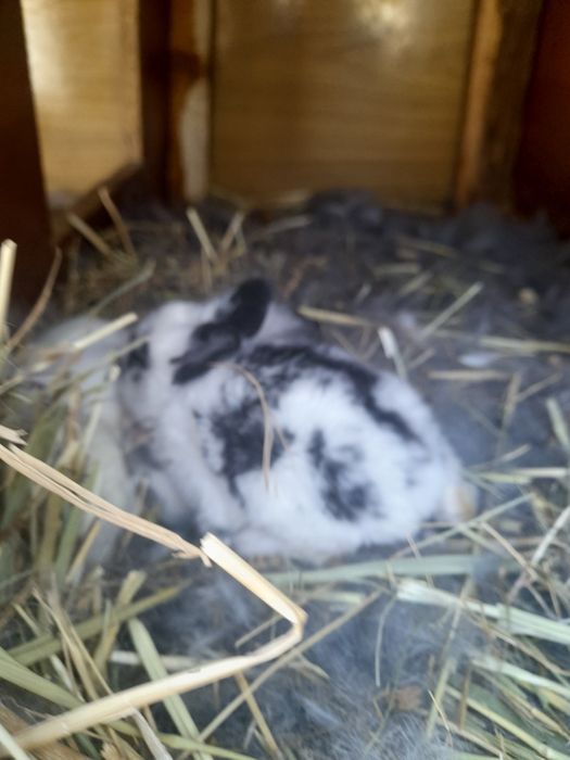 Красивые крольчата