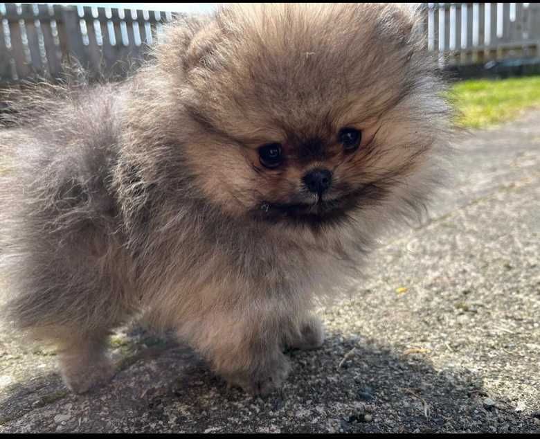 Померан мини и стандартен