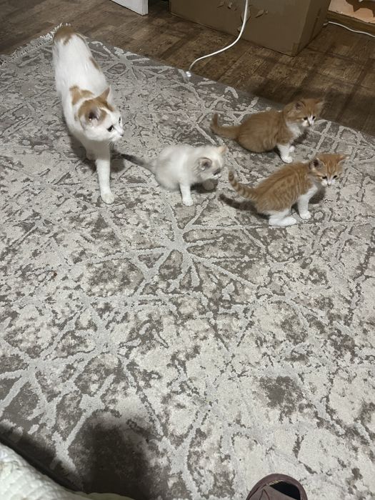 Отдам котят в добрые руки