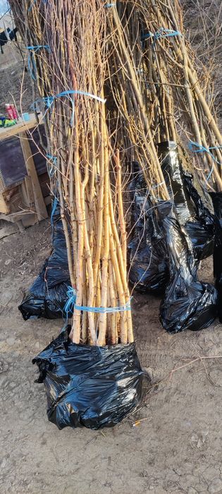 Puieți de mesteacăn