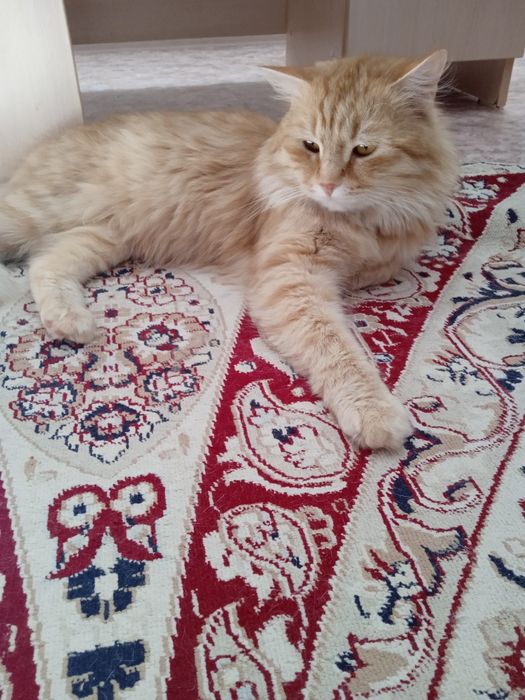 Коты от года и выше